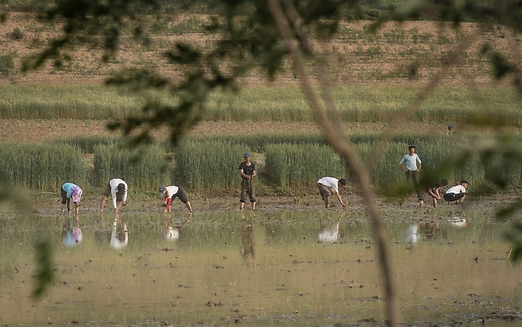 Boeren op het platteland rond de Noord-Koreaanse stad Kaesong, juni 2017. beeld AFP, Ed Jones