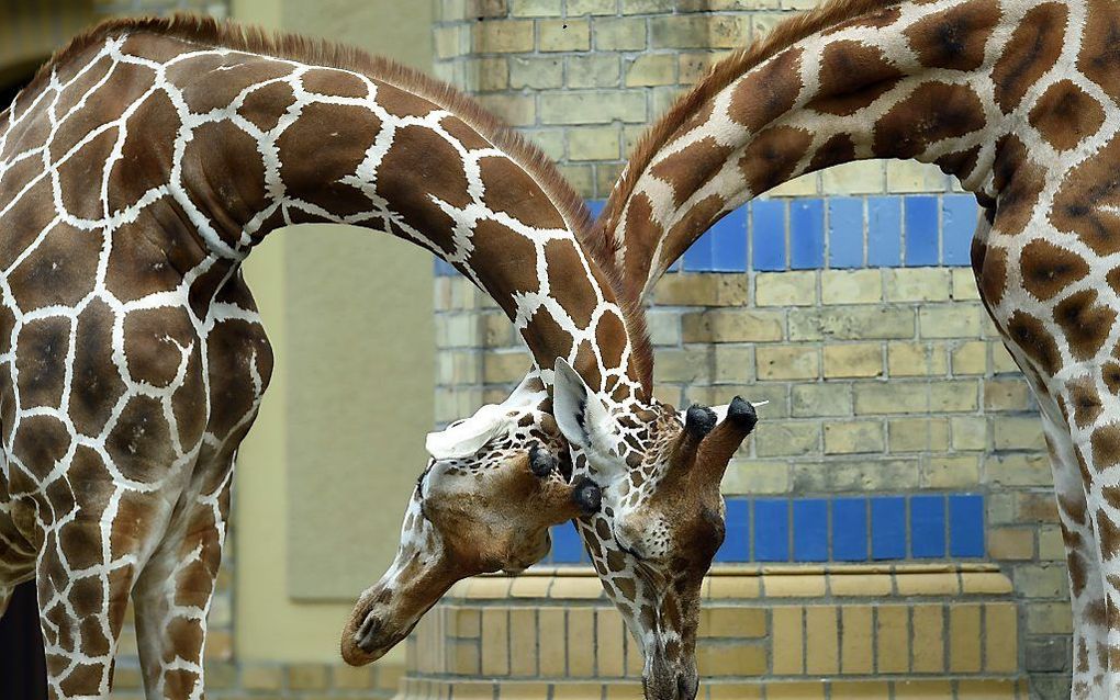 Twee giraffen in de dierentuin in Berlijn. beeld AFP