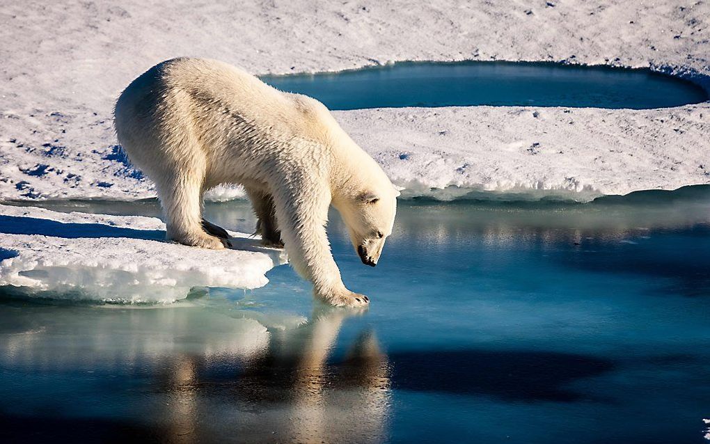 De ijsbeer gaat het moeilijker krijgen. beeld AFP