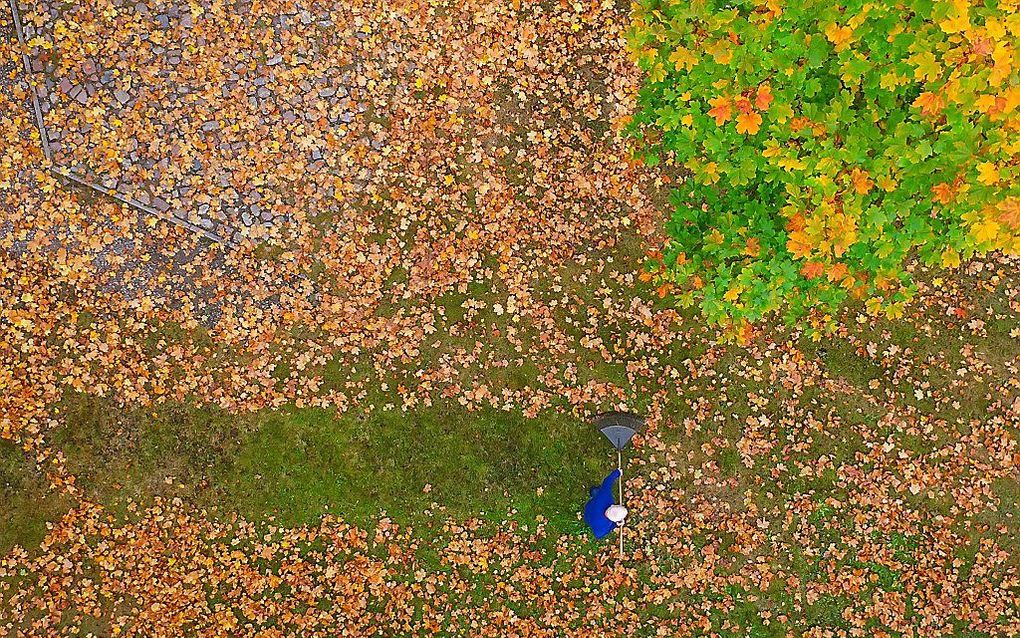 Afvallend blad van een esdoorn bezorgt een medewerker van een plantsoenendienst veel werk in de Duitse stad Brandenburg. De foto is gemaakt met een drone. beeld AFP