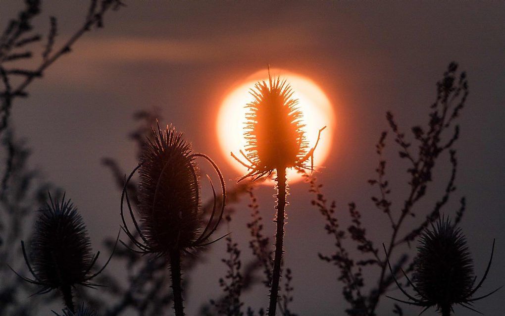 Zonsopgang in Frankfurt am Main. beeld AFP