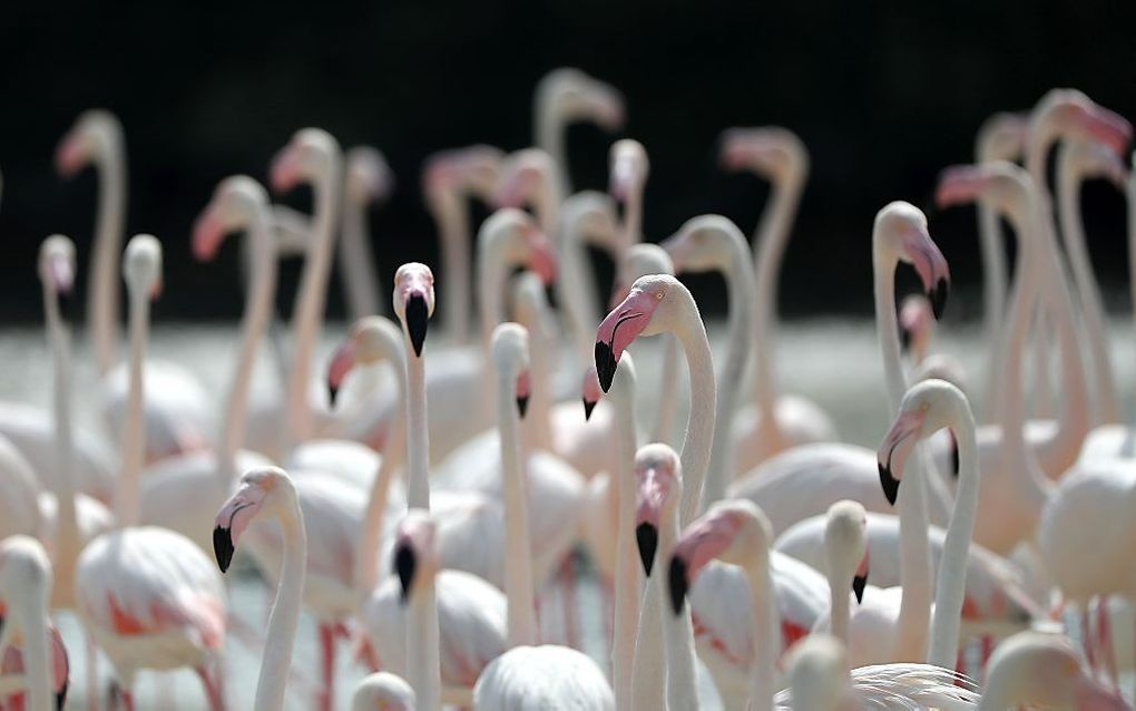 Roze flamingo's staan in het water bij de Ras Al Khor Wildlife Sanctuary aan de rand van Dubai. beeld AFP