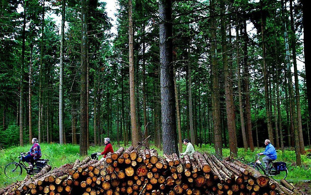 Het bos bij Staphorst. beeld ANP