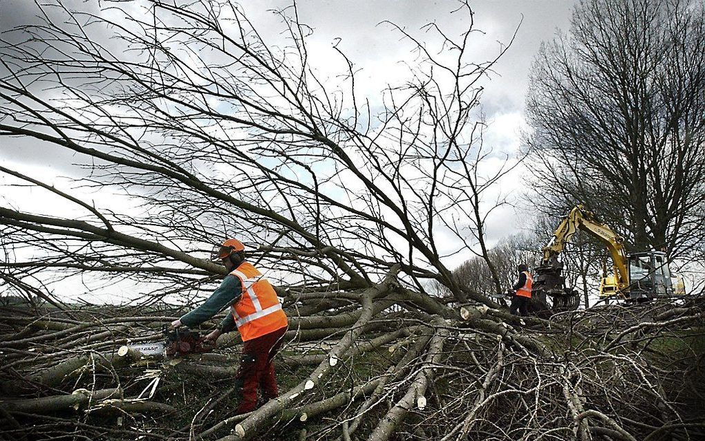 Staatsbosbeheer verbiedt bomenkap in bos na twee ongelukken in korte tijd. beeld ANP, Marcel Antonisse