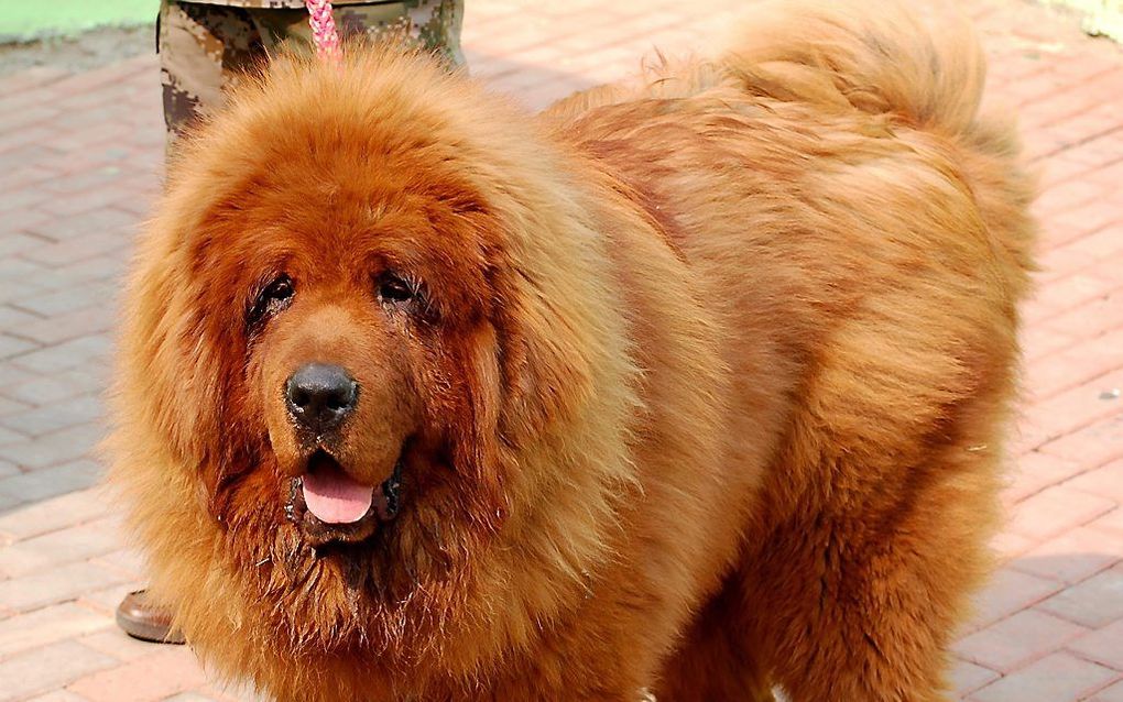 Een soortgelijke Tibetaanse Mastiff. beeld EPA