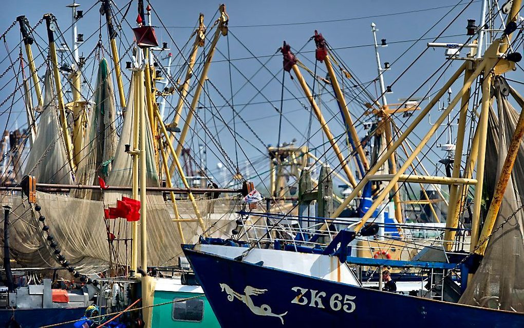 Garnalenkotters in de haven van Lauwersoog. beeld ANP, Koen van Weel