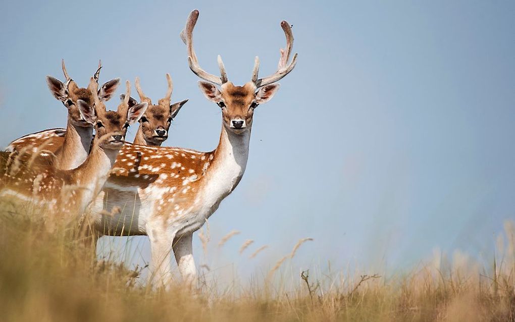 Damherten in de Amsterdamse Waterleidingduinen. beeld ANP