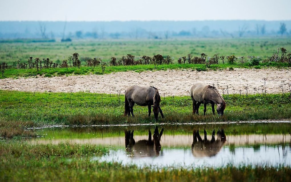 Oostvaardersplassen. beeld ANP