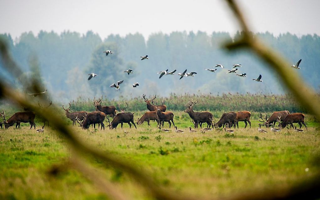 Edelherten in de Oostvaardersplassen. beeld ANP