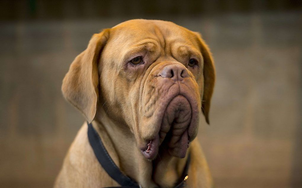 Bordeauxdog. beeld AFP