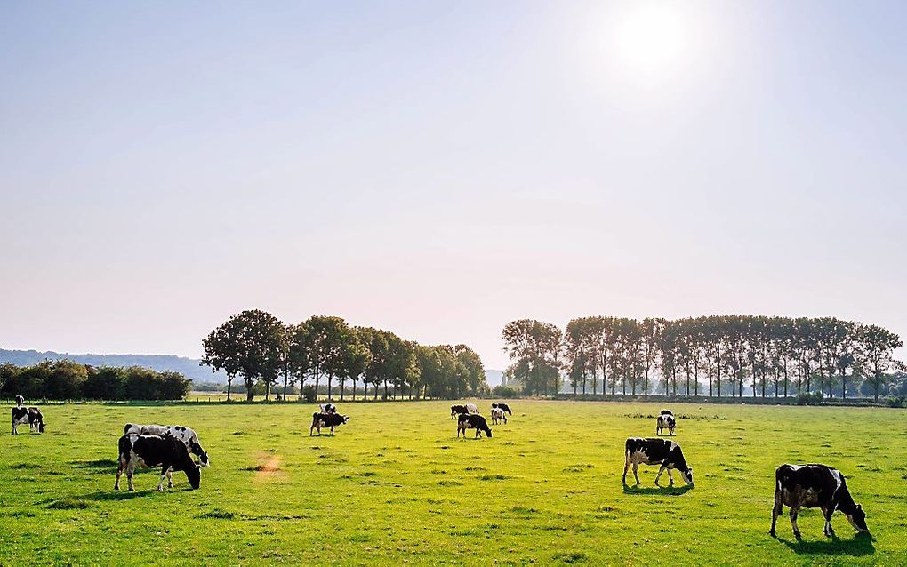 beeld ANP, Lex van Lieshout