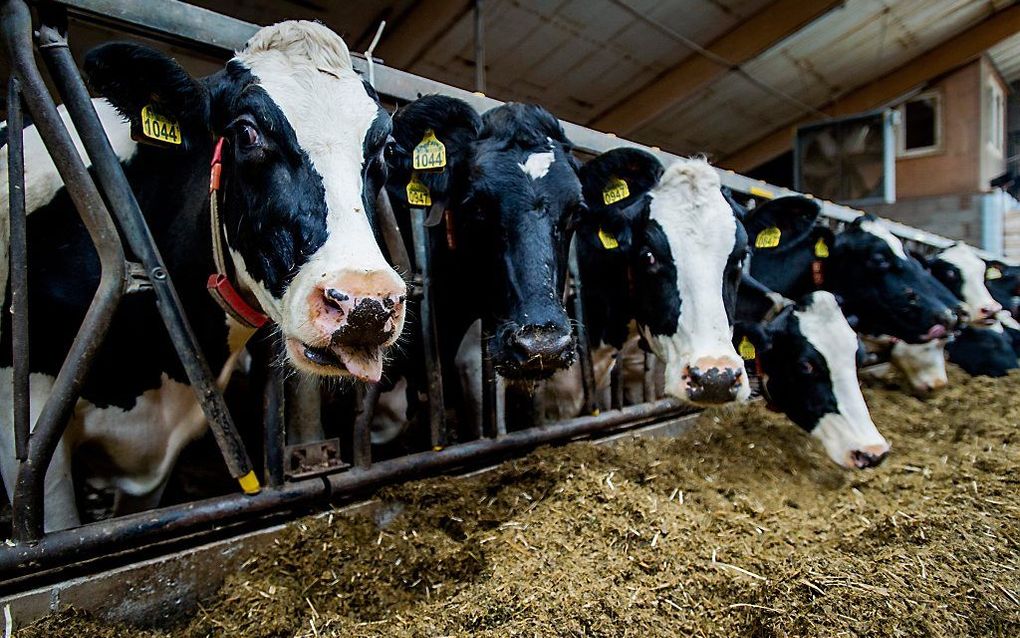 Onze agrarische sector loopt wereldwijd namelijk voorop als het gaat om milieu, voedselveiligheid en dierenwelzijn. beeld ANP, Robin van Lonkhuijsen