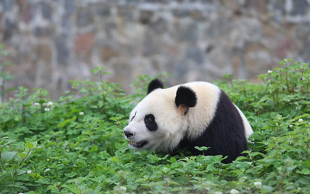 Vrouwtjes panda Wu Wen, een van de twee panda's die naar Ouwehands Dierenpark in Rhenen gaan. Verzorgers van het Dierenpark zijn in China om kennis te maken met de panda's. beeld ANP