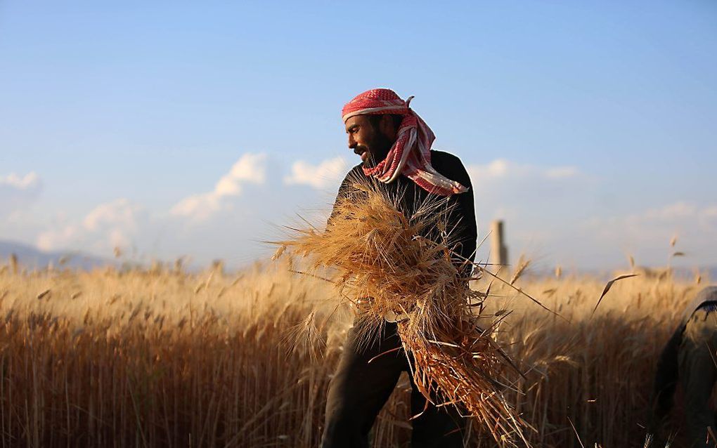 De landbouw in Syrië staat op de rand van de afgrond, zegt de FAO. beeld AFP, AMER ALMOHIBANY