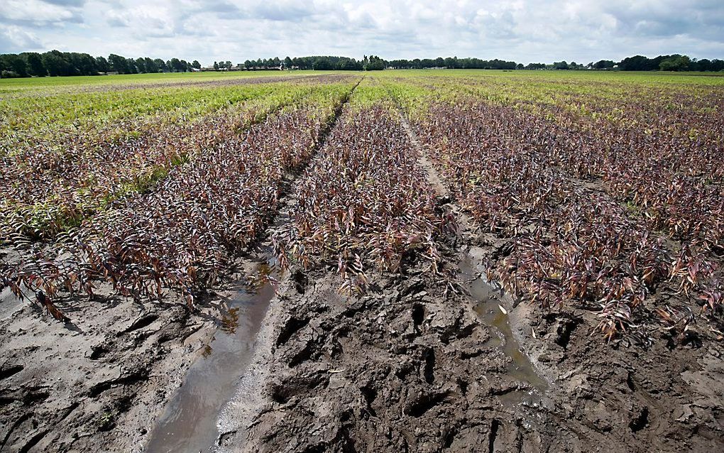 Regenschade in Limburg. Beeld ANP