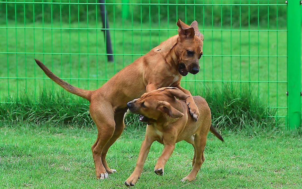 Gekloonde honden bij het Zuid-Koreaanse bedrijf Sooam Biotech. beeld AFP