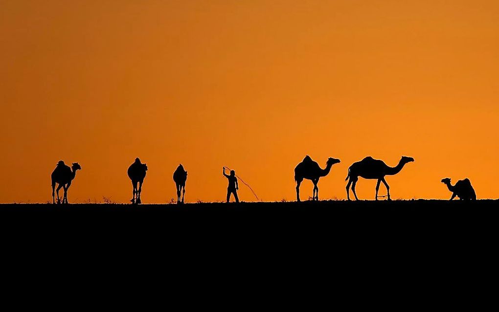 Woestuinbewoner met kamelen in het zuiden van Israel. beeld EPA