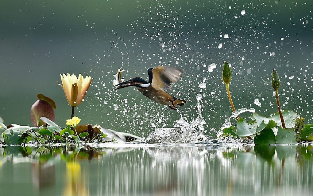 Een ijsvogel in Zuid-Korea pakt zijn prooi. beeld EPA