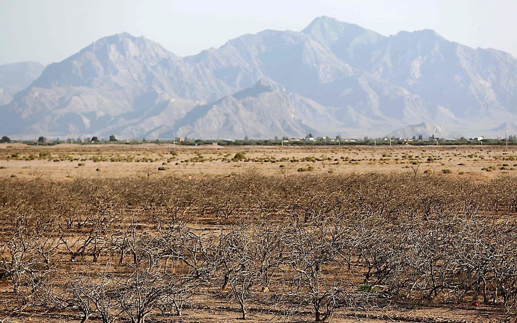 Dode pistachebomen als gevolg van droogte in het zuiden van Iran. beeld AFP