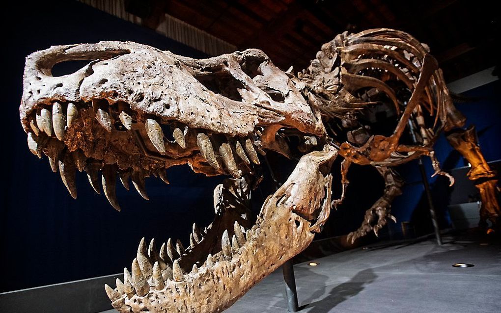 Het skelet van T. rex Trix staat opgesteld in een zaal van museum Naturalis. Het enige skelet met echte botten van een Tyrannosaurus rex buiten Amerika is te zien tijdens de tentoonstelling T. rex in Town. beeld ANP