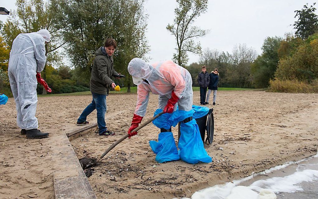 Dode kuifeenden worden geruimd op een strandje bij Monnickendam. beeld ANP