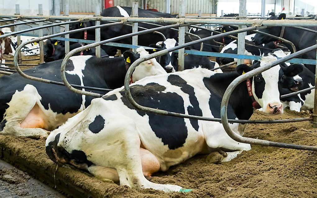 Koeien in de stal bij een melkveehouderij. beeld ANP