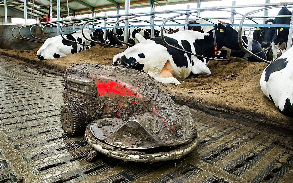 Een mestrobot houdt de stal schoon. beeld ANP, Koen Suyk