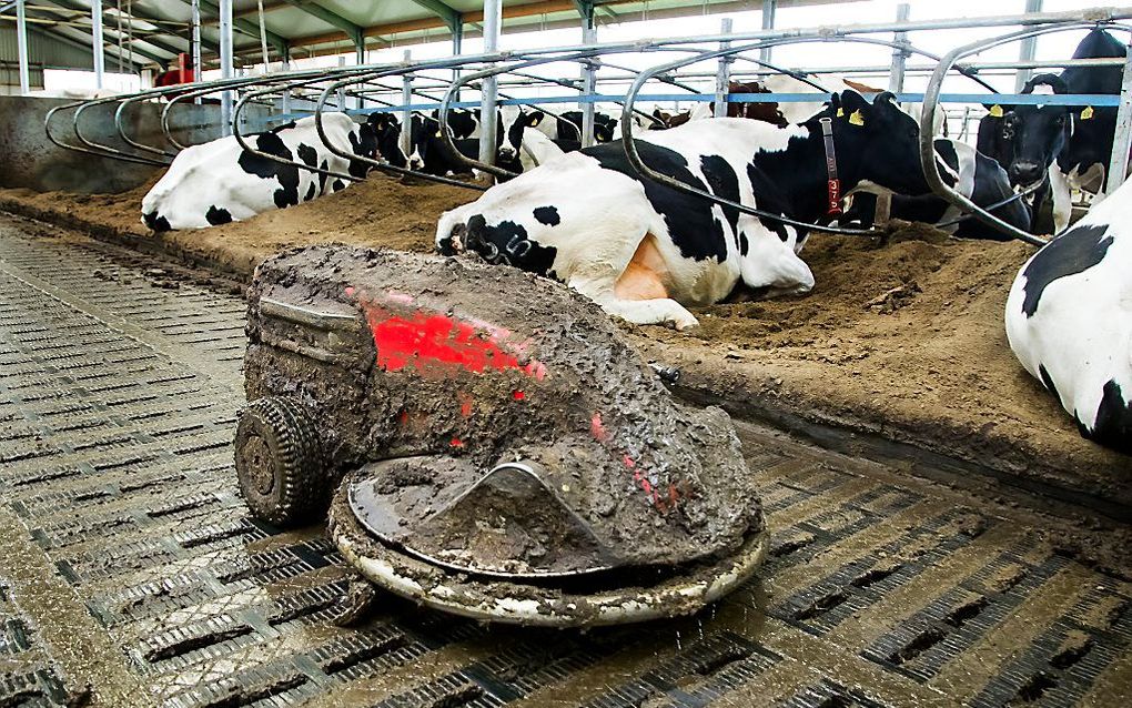 Een mestrobot veegt de mest weg in een stal bij een melkveehouderij. beeld ANP, Koen Suyk