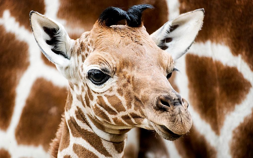 Dinsdagmiddag werd het girafje ziek. beeld ANP