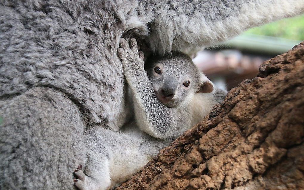 Een koala in Australië. beeld EPA