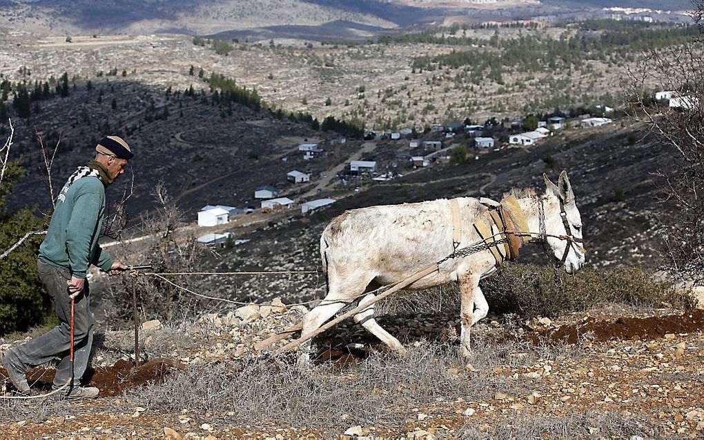 Een Palestijnse boer op de Westelijke Jordaanoever. beeld EPA