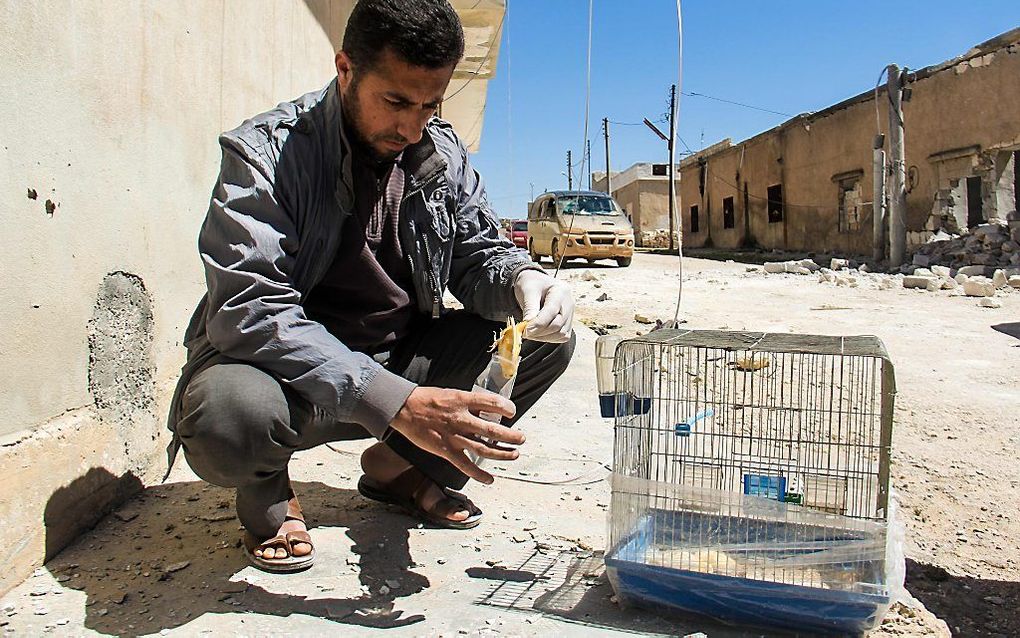 Een Syriër met een dode vogel die de gifgasaanval niet heeft overleefd. beeld AFP