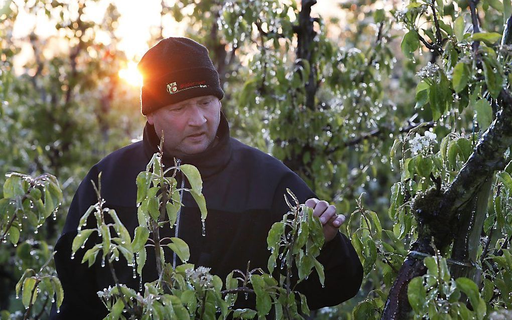 Een laag ijs beschermt de bloesemknoppen van fruitbomen in de Betuwe. De telers voorkomen zo dat nachtvorst de knoppen beschadigt. beeld ANP