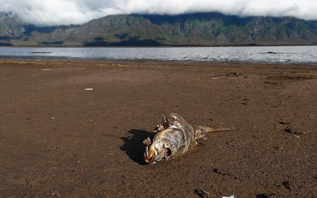 Droogte in Zuid-Afrika. beeld EPA