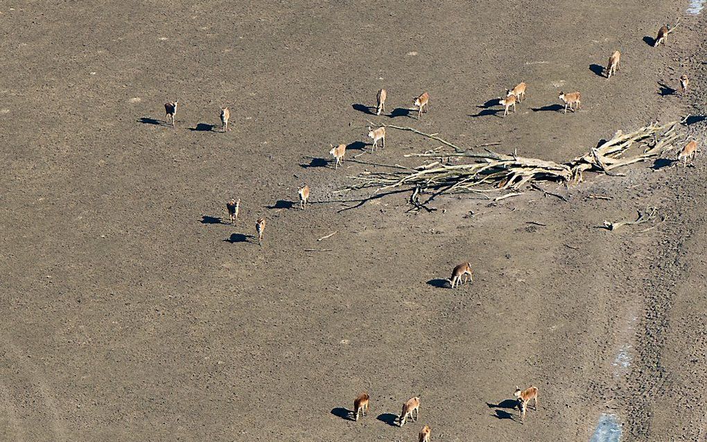 Een luchtfoto van grazende dieren op de Oostvaardersplassen. beeld ANP, Bram van de Biezen