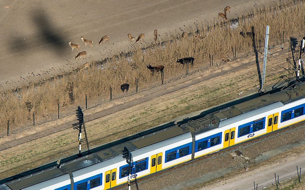 Een luchtfoto van grazende dieren op de Oostvaardersplassen. beeld ANP