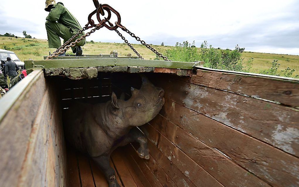 In Kenia verhuisden dit jaar elf neushoorns. Dit was één van hen. beeld AFP