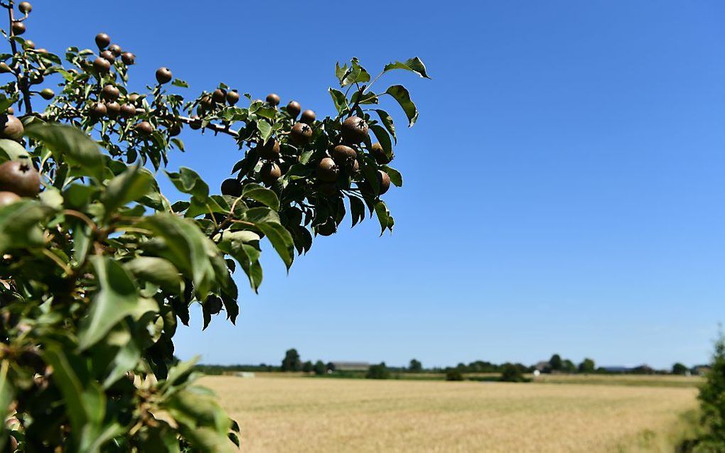 Droogte langs de Lingedijk bij Geldermalsen. De fruitbomen steken groen af tegen de uitgedroogde landerijen. beeld ANP