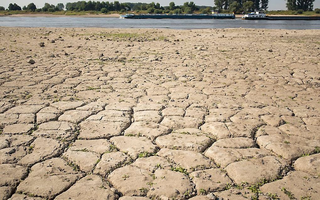 De bodem van de oever van de Rijn is gescheurd door de droogte. beeld ANP