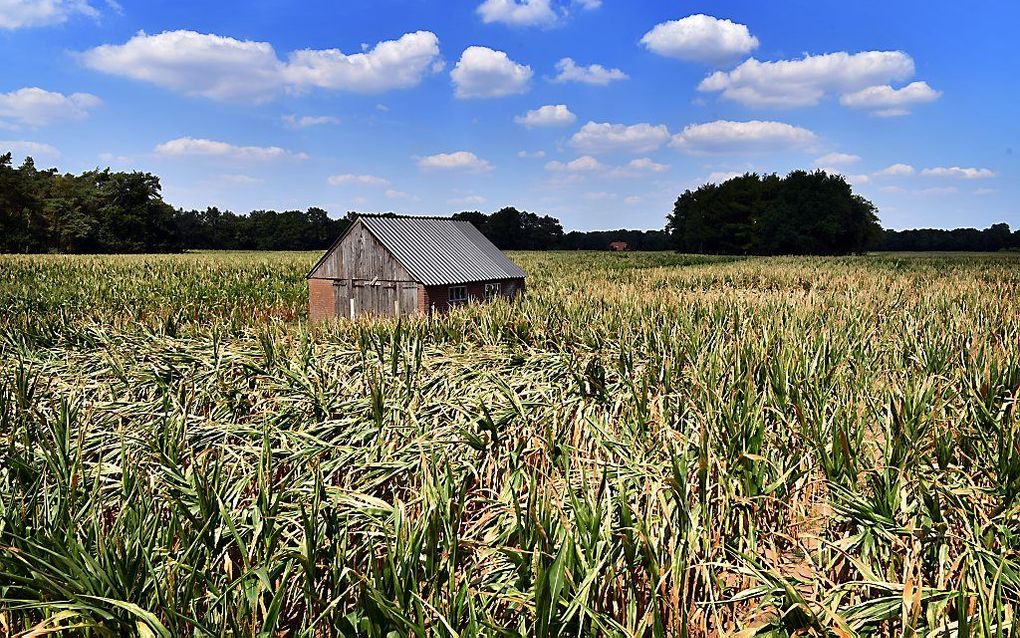 Een verdroogd maisveld in het Twentse Bentelo, begin augustus. Boeren oogsten dit jaar door de droogte fors minder snijmais, aardappelen en uien. beeld Eric Brinkhorst