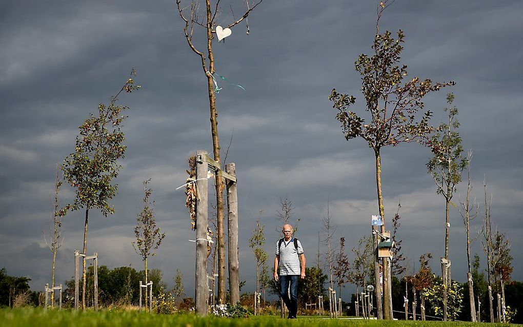 Van de 298 bomen in het herinneringsbos bij het Nationaal Monument MH17 in Vijfhuizen was in september al ruim een kwart afgestorven. beeld ANP