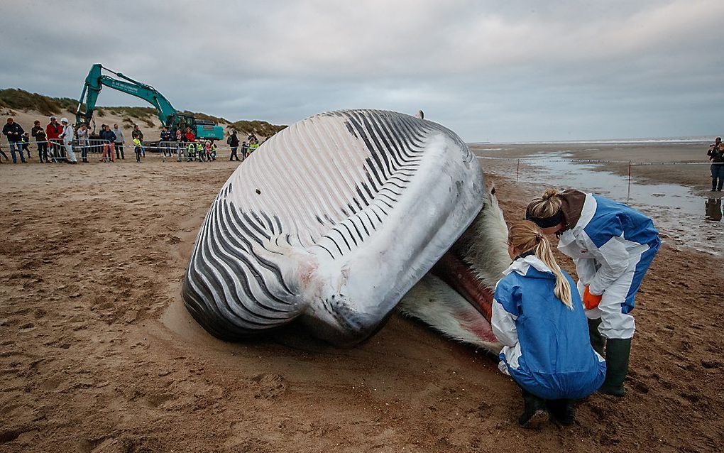 Op een strand in België is in de nacht van woensdag op donderdag een dode vinvis aangespoeld. beeld AFP