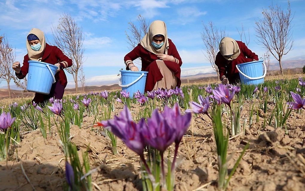 Afghaanse vrouwen oogsten bloemen. beeld EPA