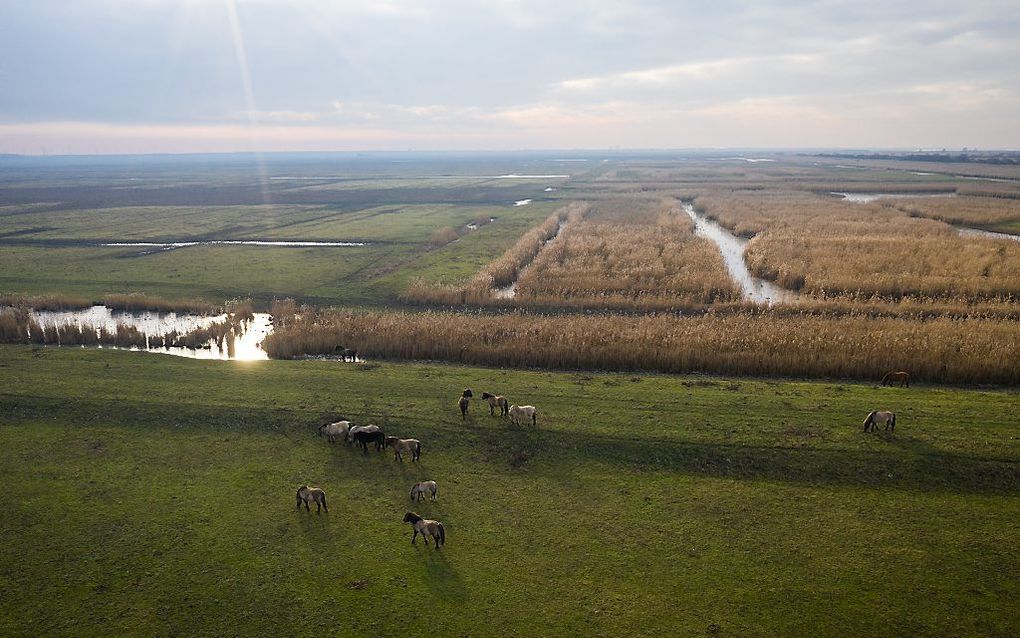 De Oostvaardersplassen vanuit de lucht. beeld ANP