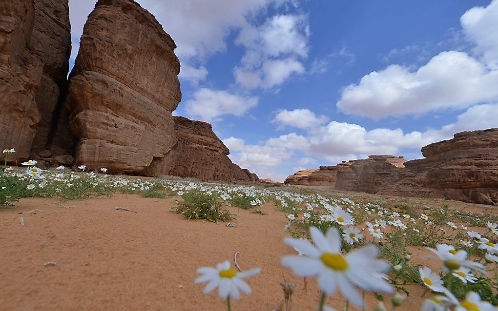 Natuurreservaat bij de plaats al-Ula in Saudi-Arabië. beeld AFP