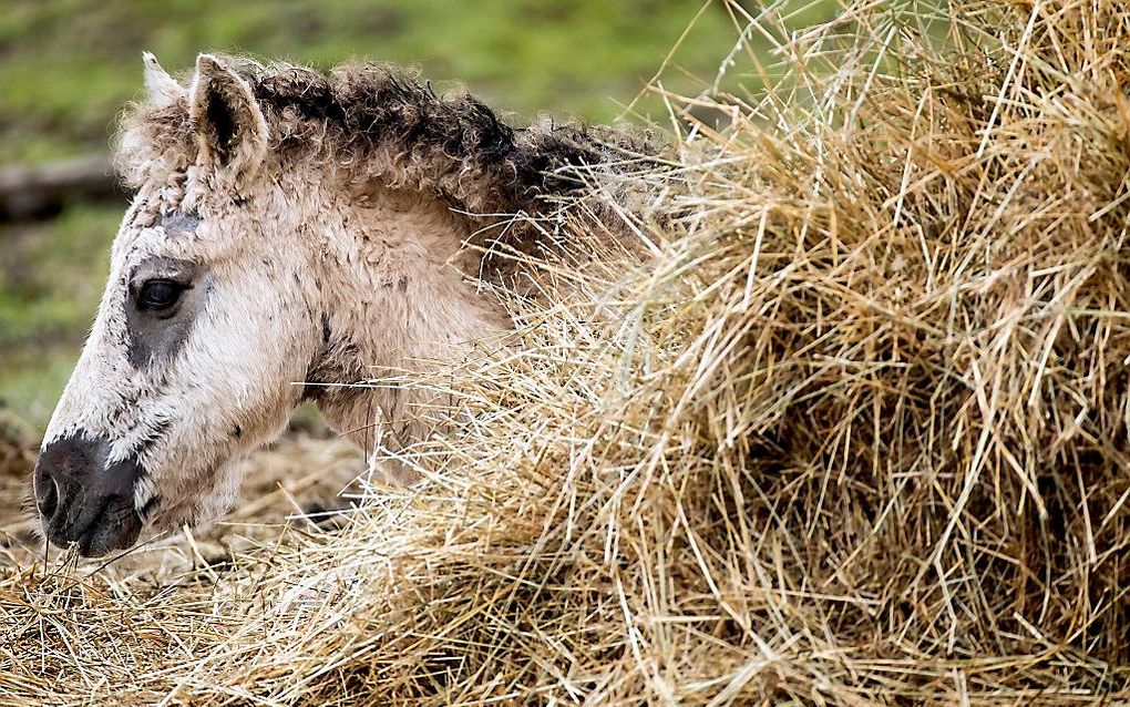 Een konikpaard. beeld ANP, Koen van Weel