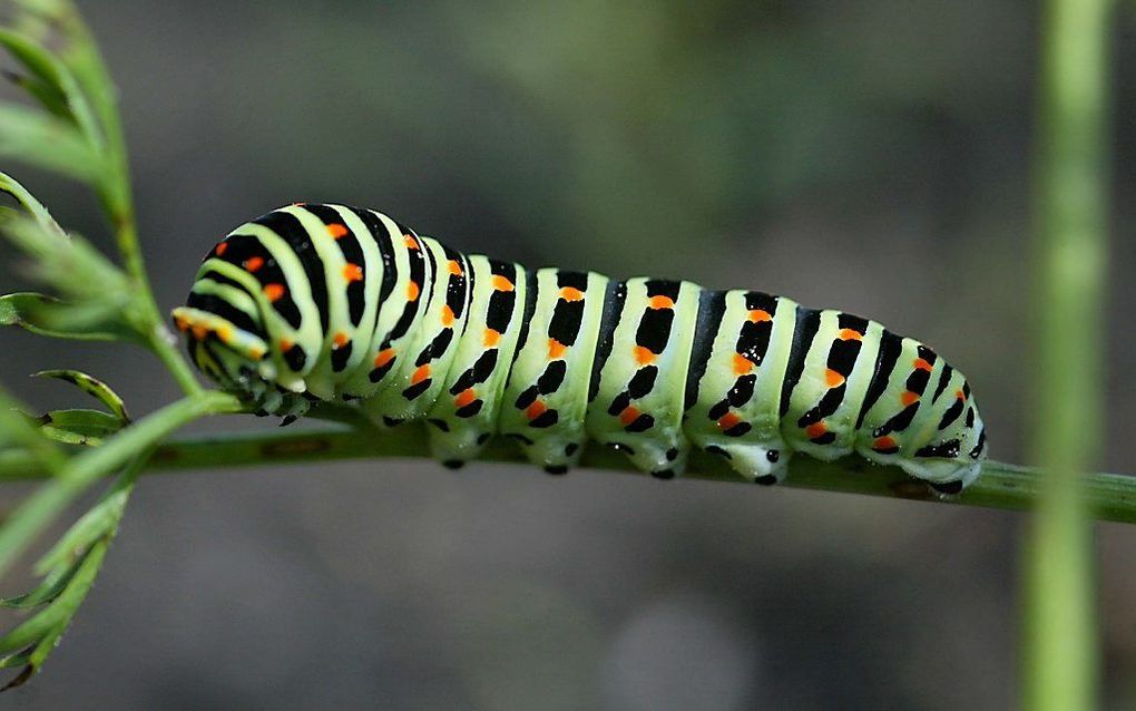 ”De meester die een rups meenam, ze zouden het nooit vergeten." beeld RD, Anton Dommerholt