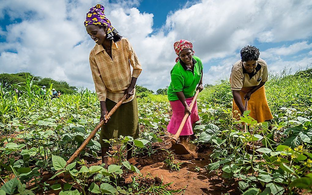 Rabobank Foundation financiert onder meer 300 agrarische coöperaties in ontwikkelingslanden. beeld Rabobank