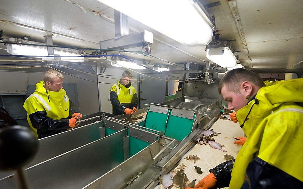 Vissers aan boord van een Urker kotter bezig met de verwerking van de vangst. beeld Cees van der Wal