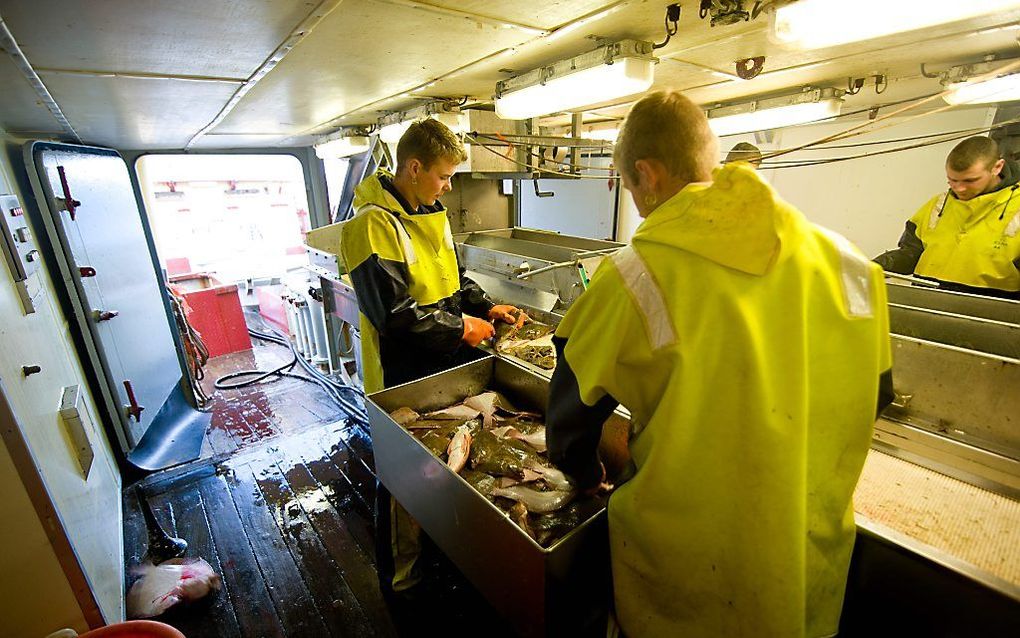 Het strippen (verwijderen van ingewanden) van levende vis aan boord van een kotter (archieffoto). De Raad voor Dieraangelegenheden vraagt in zijn rapport aandacht voor de mogelijkheid om de vis eerst te bedwelmen. beeld Cees van der Wal